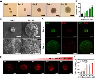 Chirality-enhanced transport and drug delivery of graphene nanocarriers to tumor-like cellular spheroid